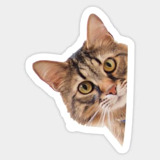 Peeping Cat Sticker